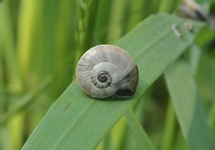 Gasteropode maremmano